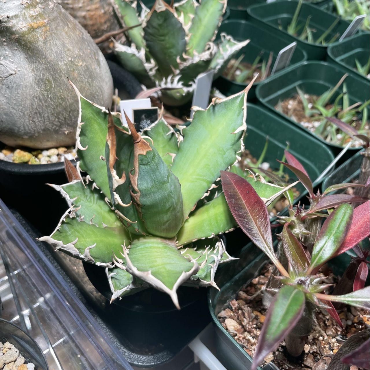 アガベレッドキャットウィーズル