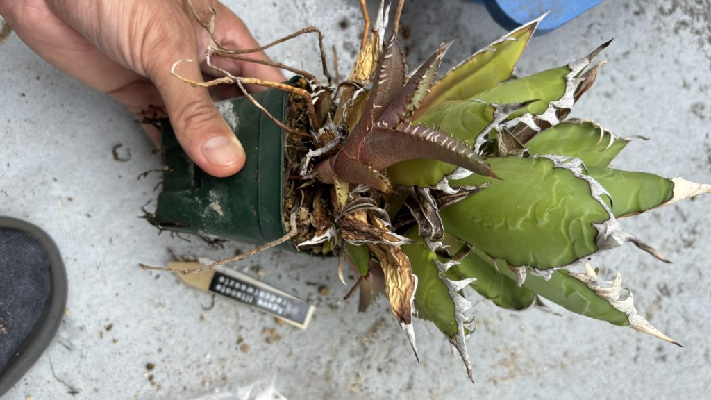 アガベレッドキャットウィーズル