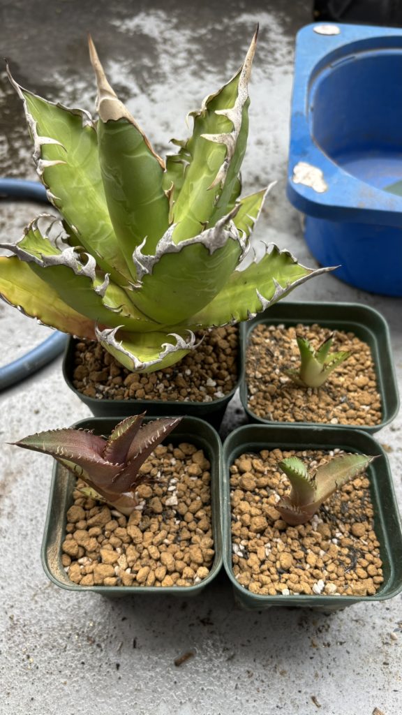 アガベレッドキャットウィーズル